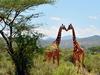 Girafes, les dernières géantes - {channelnamelong} (Super Mediathek)