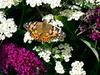 The Great Butterfly Adventure: Africa to Britain with the Painted Lady - {channelnamelong} (TelealaCarta.es)