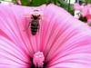 Netz Natur: Die Frage der Bienen gemist - {channelnamelong} (Gemistgemist.nl)
