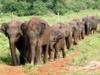 Sri Lanka - Die Insel der Elefanten