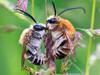 Les abeilles sauvages - {channelnamelong} (Super Mediathek)
