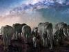 La nuit des éléphants - france4 - {channelnamelong} (Super Mediathek)