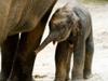 NETZ NATUR: Was uns Elefanten sagen - {channelnamelong} (Super Mediathek)