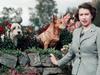 The Queen's Favourite Animals - {channelnamelong} (Youriplayer.co.uk)