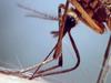 Zika, enquête sur une épidémie gemist - {channelnamelong} (Gemistgemist.nl)