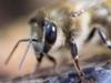 Afrikas wilde Bienen - Die wahren Herrscher der Savanne - {channelnamelong} (Super Mediathek)