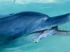 Delfine in der Haifischbucht - {channelnamelong} (TelealaCarta.es)