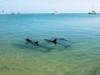 Die Delfine von Shark Bay - {channelnamelong} (Super Mediathek)
