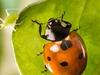 Winzige Wunder: Insekten - {channelnamelong} (Youriplayer.co.uk)