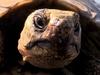 Netz Natur: Schildkröten - der Charme des Alters - {channelnamelong} (Super Mediathek)