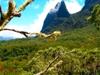 Reisen in ferne Welten: La Réunion