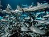 700 requins dans la nuit - {channelnamelong} (Replayguide.fr)
