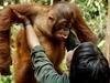 Orangutan Jungle School - {channelnamelong} (Youriplayer.co.uk)
