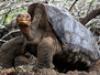 Lonesome George and the Battle for Galapagos - {channelnamelong} (Youriplayer.co.uk)
