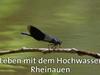 Leben mit dem Hochwasser - Rheinauen - {channelnamelong} (Super Mediathek)