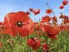 Britain's Poppies: The First World War Remembered - {channelnamelong} (Youriplayer.co.uk)