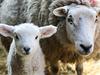 Secret Life of Farm Animals - {channelnamelong} (Youriplayer.co.uk)