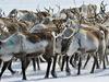 All Aboard! The Great Reindeer Migration - {channelnamelong} (TelealaCarta.es)
