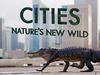 Cities: Nature's New wild - {channelnamelong} (Youriplayer.co.uk)