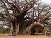 Baobab - Gigant der Savanne