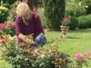 Rosen, Tulpen, Nelken - Gartenlust am Bodensee