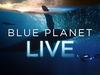 Blue Planet Live - {channelnamelong} (Youriplayer.co.uk)