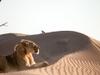 Wüstenkönige - Die Löwen der Namib - {channelnamelong} (Super Mediathek)