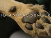 Big Animal Surgery - {channelnamelong} (Youriplayer.co.uk)