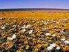 Namaqualand - Der Blumengarten Afrikas - {channelnamelong} (Super Mediathek)