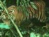  Bedrohte Tiere - Der Tiger  - {channelnamelong} (Super Mediathek)