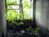 Tschernobyl - Die Natur kehrt zurück - {channelnamelong} (Super Mediathek)