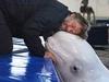 John Bishop's Great Whale Rescue - {channelnamelong} (Youriplayer.co.uk)
