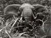 Südafrikas scheue Elefanten - {channelnamelong} (Super Mediathek)