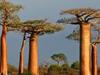 Baobab, Gigant der Savanne - {channelnamelong} (Super Mediathek)