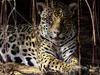 Wildes Pantanal: Jaguar-Land - {channelnamelong} (TelealaCarta.es)