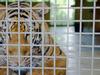 Tatort Dark Web: Illegaler Tierhandel