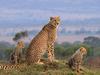 Die Großkatzen der Masai Mara: Auf der Jagd - {channelnamelong} (TelealaCarta.es)
