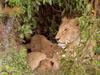 Die Großkatzen der Masai Mara: In der Kinderstube - {channelnamelong} (TelealaCarta.es)