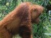 Naturparadiese am Äquator: Borneo und Sumatra - {channelnamelong} (Replayguide.fr)