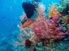 Naturparadiese am Äquator: Pazifische Korallengärten - {channelnamelong} (Super Mediathek)