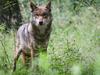 "Kulturzeit" vom 04.12.2023: Streitfall Wolf: Wilderer in der Schweiz