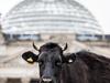 "Kulturzeit" vom 04.09.2024: Tiere ins Parlament – der Natur mehr Rechte - {channelnamelong} (Super Mediathek)