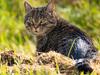 Raubtiere auf Samtpfoten: Wenn Katzen zur Plage werden