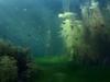 Dschungel unter Wasser - {channelnamelong} (Super Mediathek)