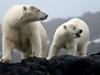 The Polar Bear Family  - {channelnamelong} (Youriplayer.co.uk)