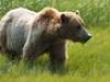 Johnny Kingdom and the Bears of Alaska - {channelnamelong} (Youriplayer.co.uk)