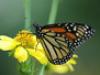 The Incredible Story of the Monarch Butterfly - {channelnamelong} (Youriplayer.co.uk)