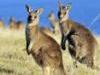 Aussie Animal Island - {channelnamelong} (Youriplayer.co.uk)