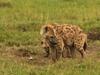 Hyänen - Die Königinnen der Masai Mara - {channelnamelong} (Super Mediathek)