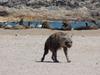 La hyène du Namib - {channelnamelong} (Replayguide.fr)
